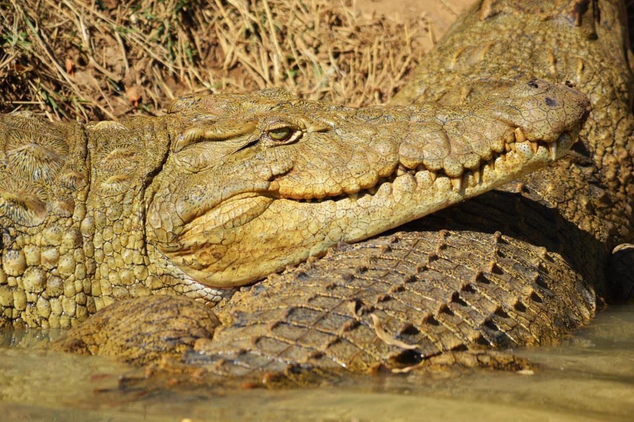 Crocodile Pools River Safaris Gaborone Extérieur photo